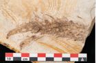 Foto (Detailansicht) von Plantae indet.  (NHMW-GEO-2024-0188-11490)